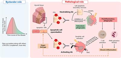 Anti-Pentraxin Antibodies in Autoimmune Diseases: Bystanders or Pathophysiological Actors?